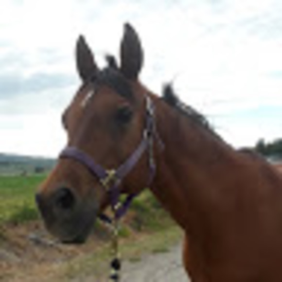 Meet your Posher, Kari - Picture 1 of 1